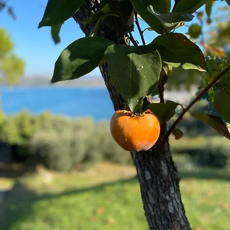 - Pocitniska Hiska V Fiesi,