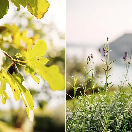 בית נופש - Pocitniska Hiska V Fiesi, *