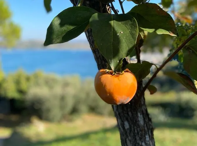 - Pocitniska Hiska V Fiesi,